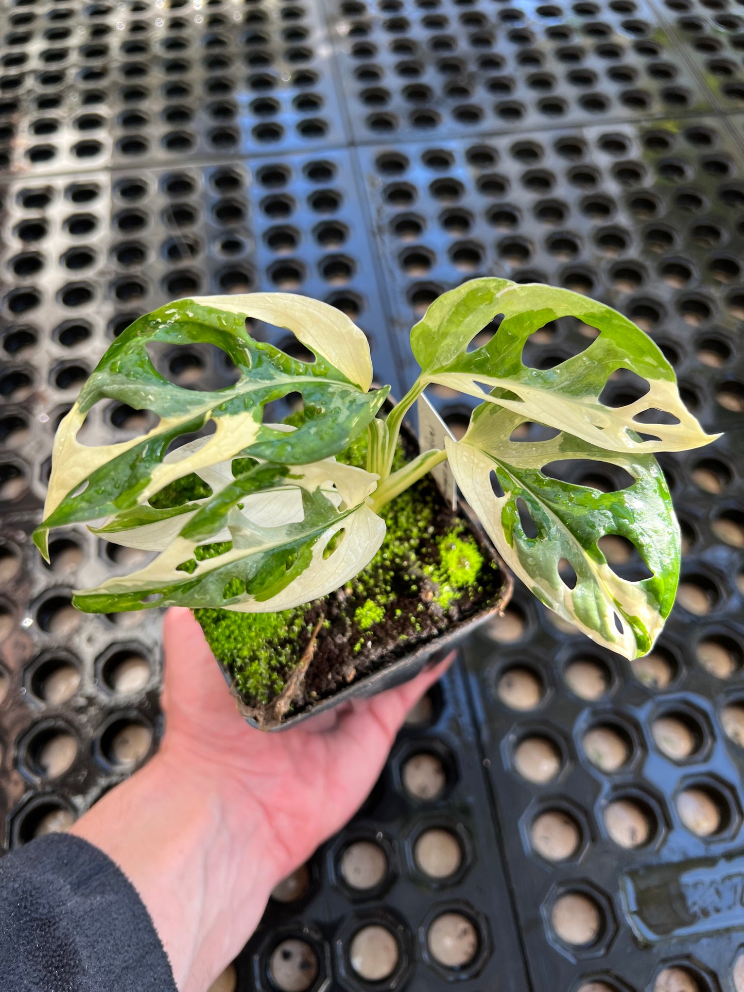 Monstera adansonii “Tricolor” LC