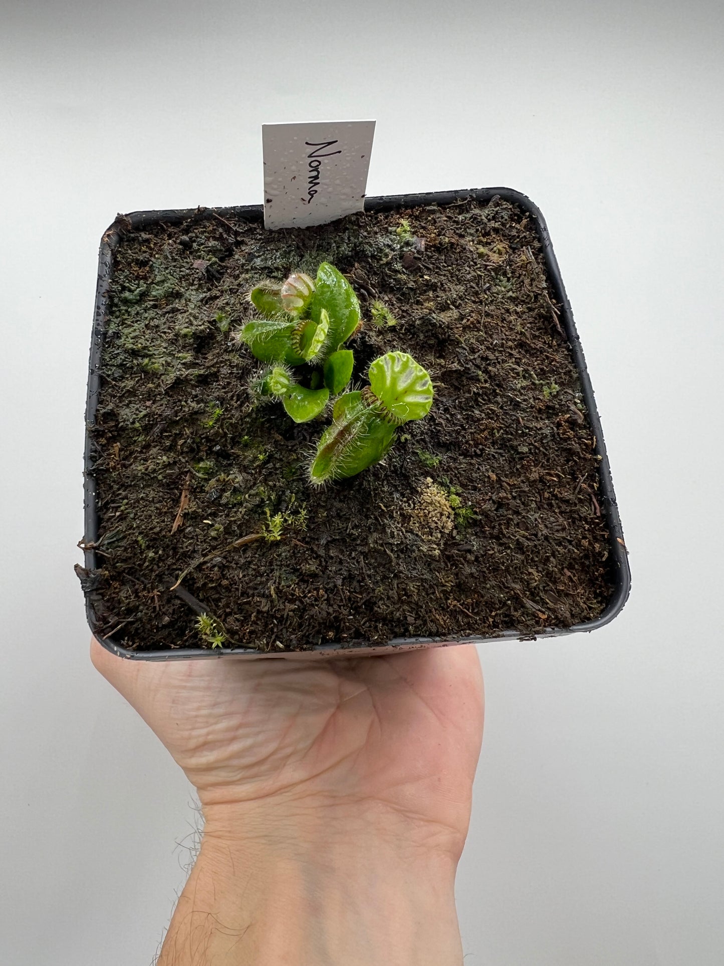 Cephalotus follicularis “Norma”