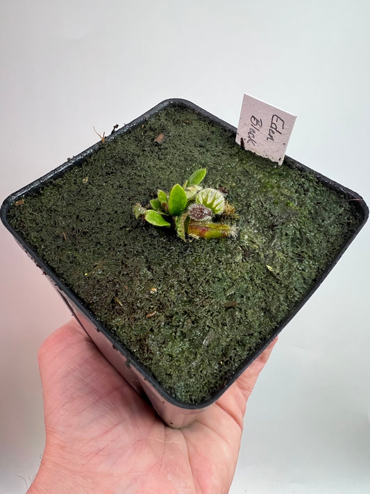 Cephalotus follicularis ‘Eden Black’ - *Rare* (small)