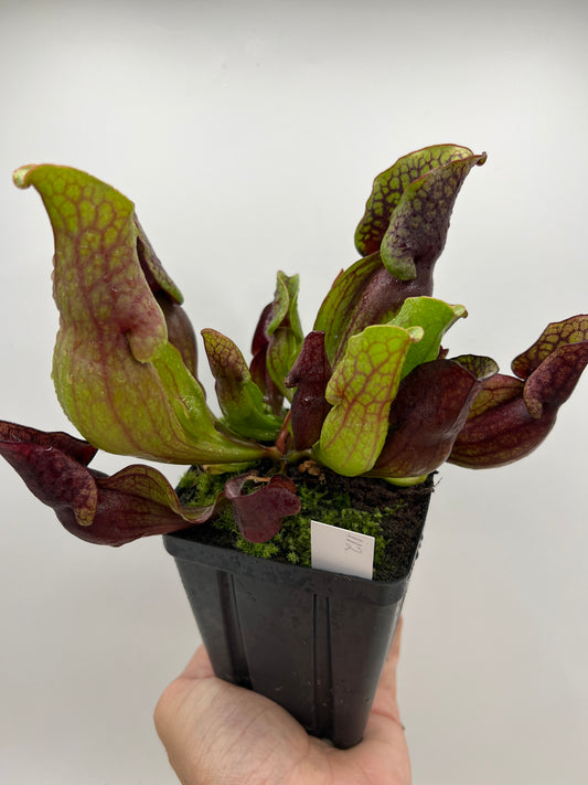 Sarracenia purpurea ssp. purpurea (Centre Co, PA) - Seed Grown #112