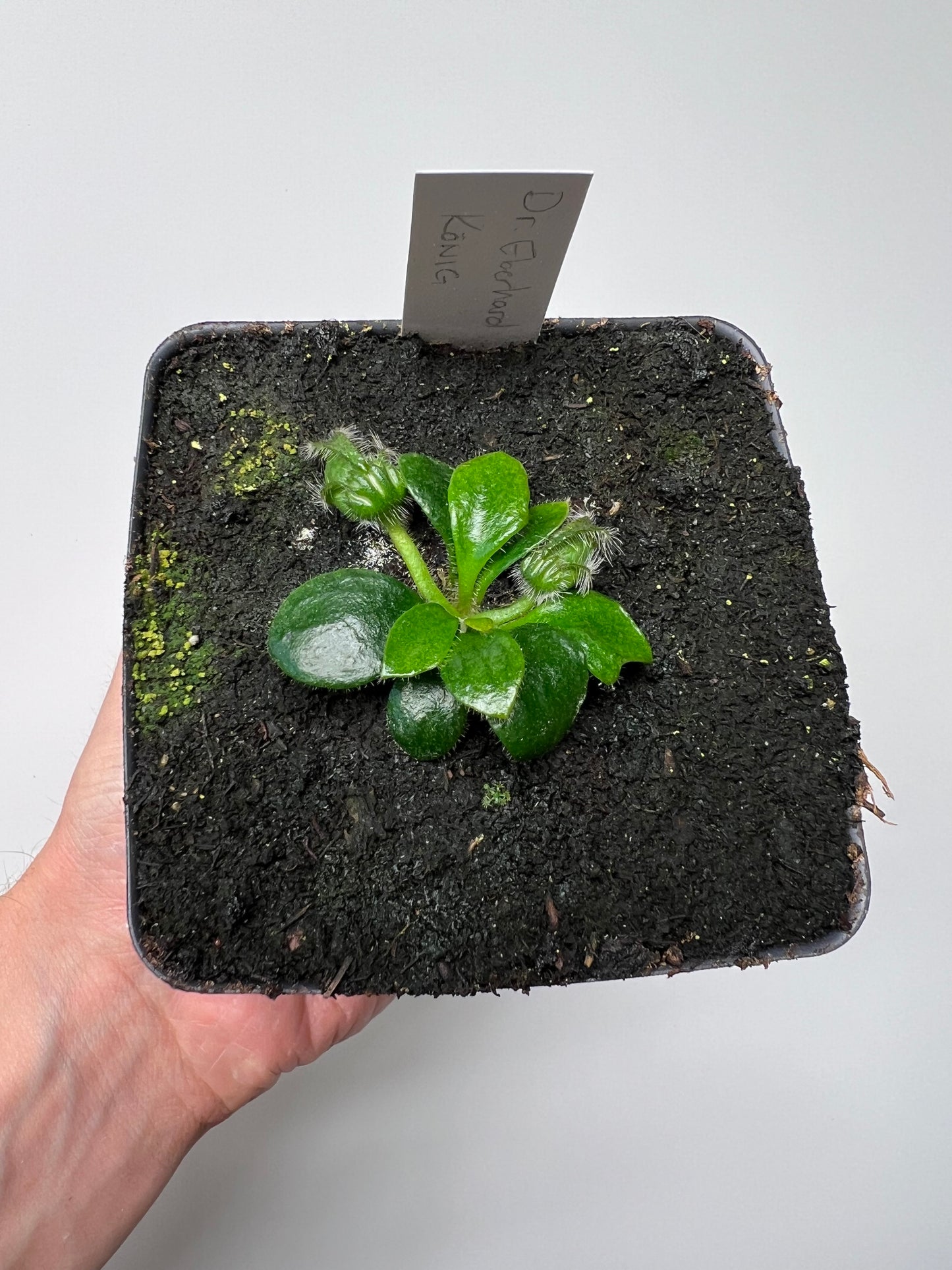 Cephalotus follicularis “Dr. Eberhard König”