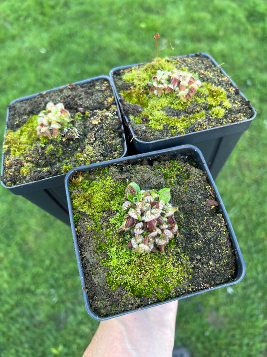 Cephalotus follicularis - Typical, Potted