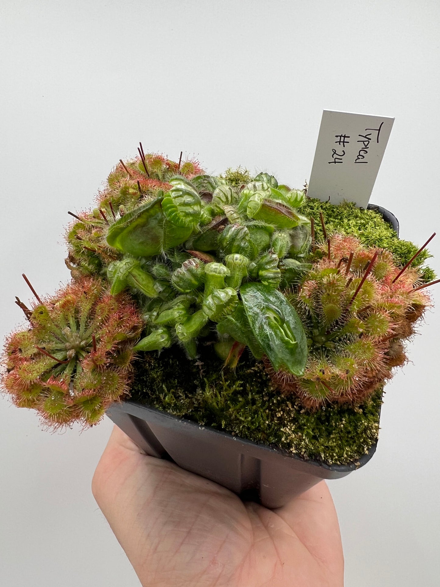 Cephalotus follicularis - Typical #24