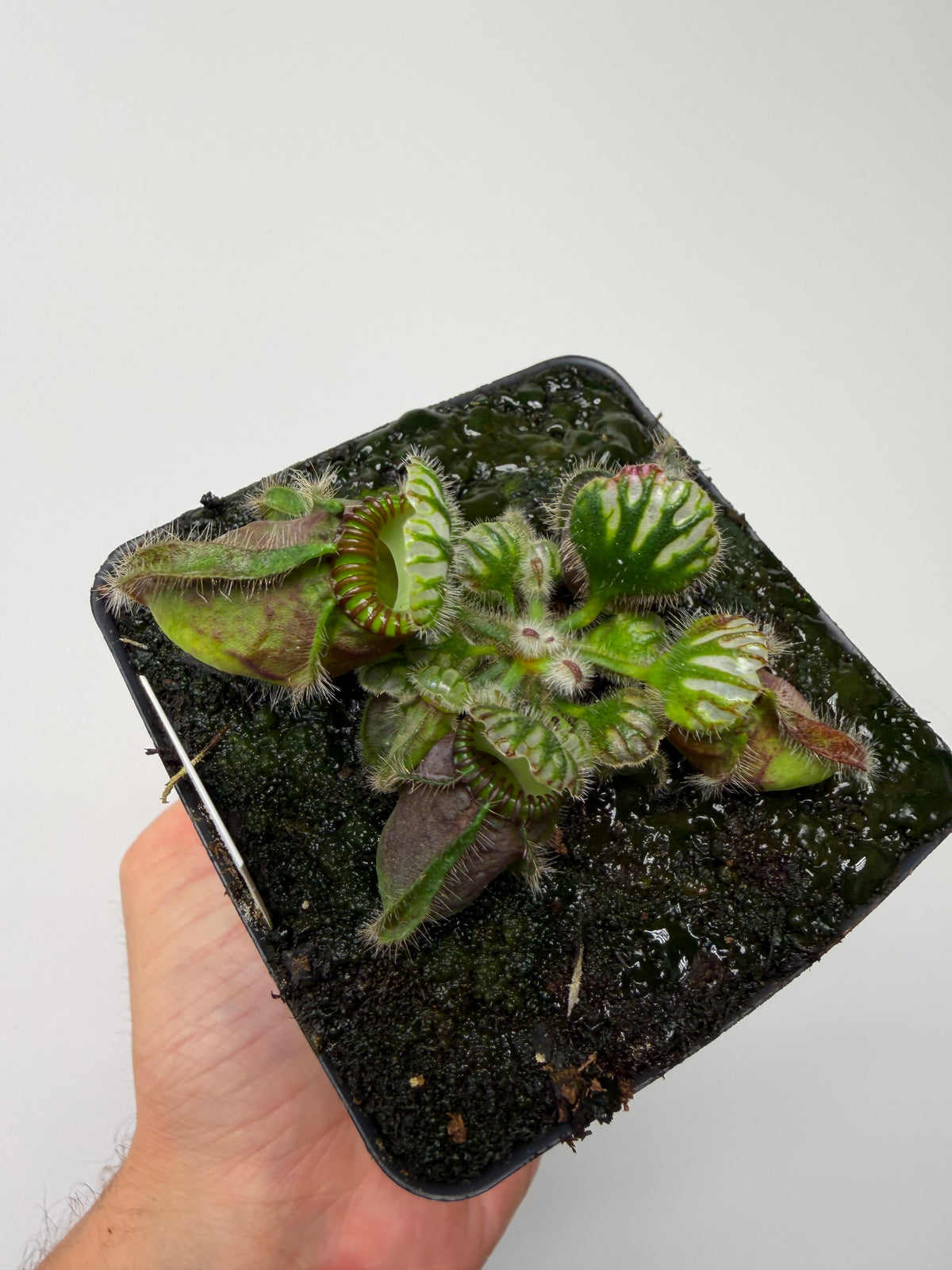 Cephalotus follicularis “Hampshire Red”