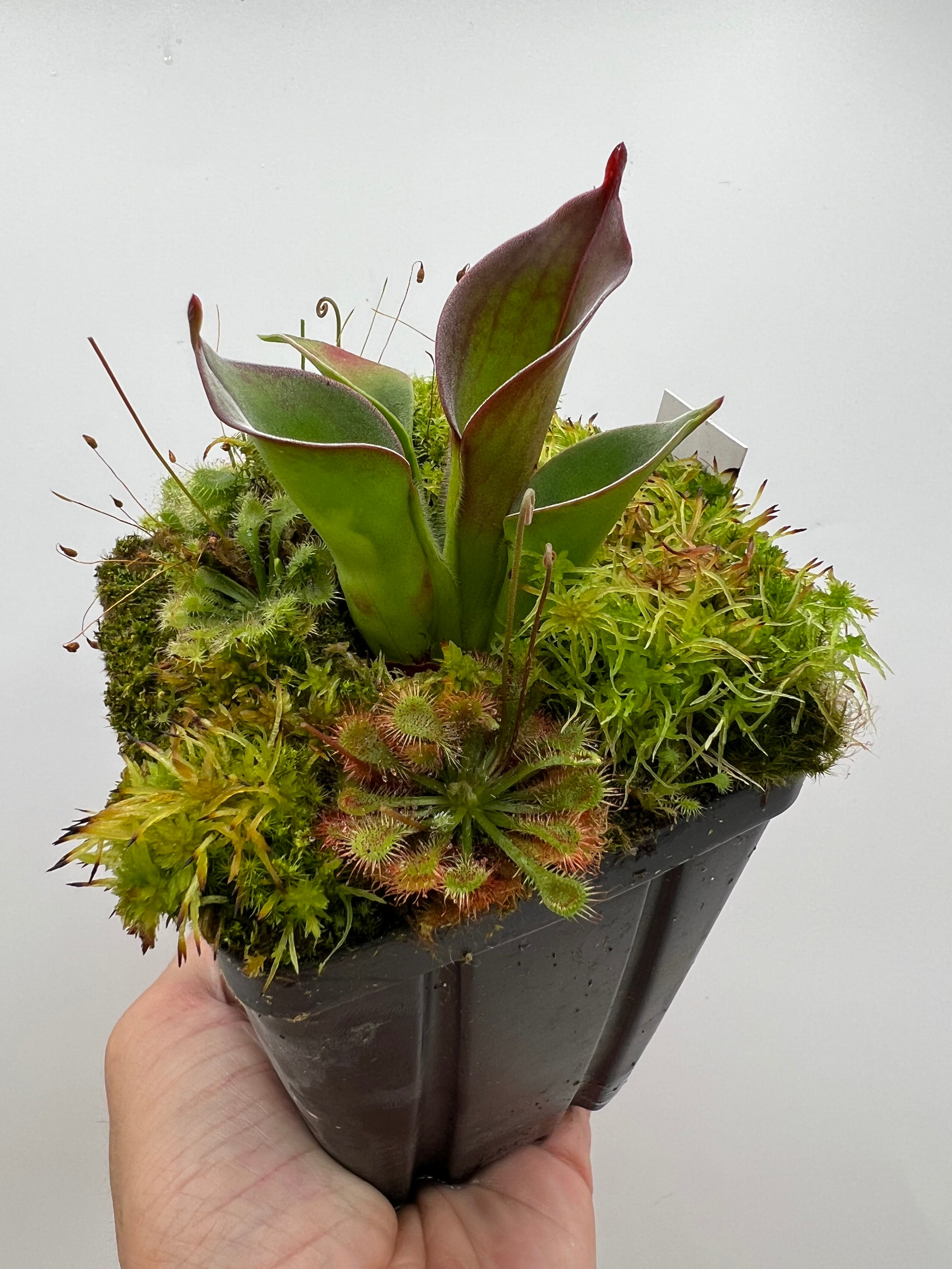 Heliamphora ciliata - Fresh Division - Thumbnail 3
