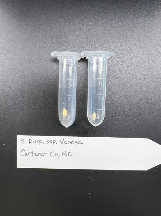 Pollen - Sarracenia purpurea ssp. venosa (Carteret Co, NC)