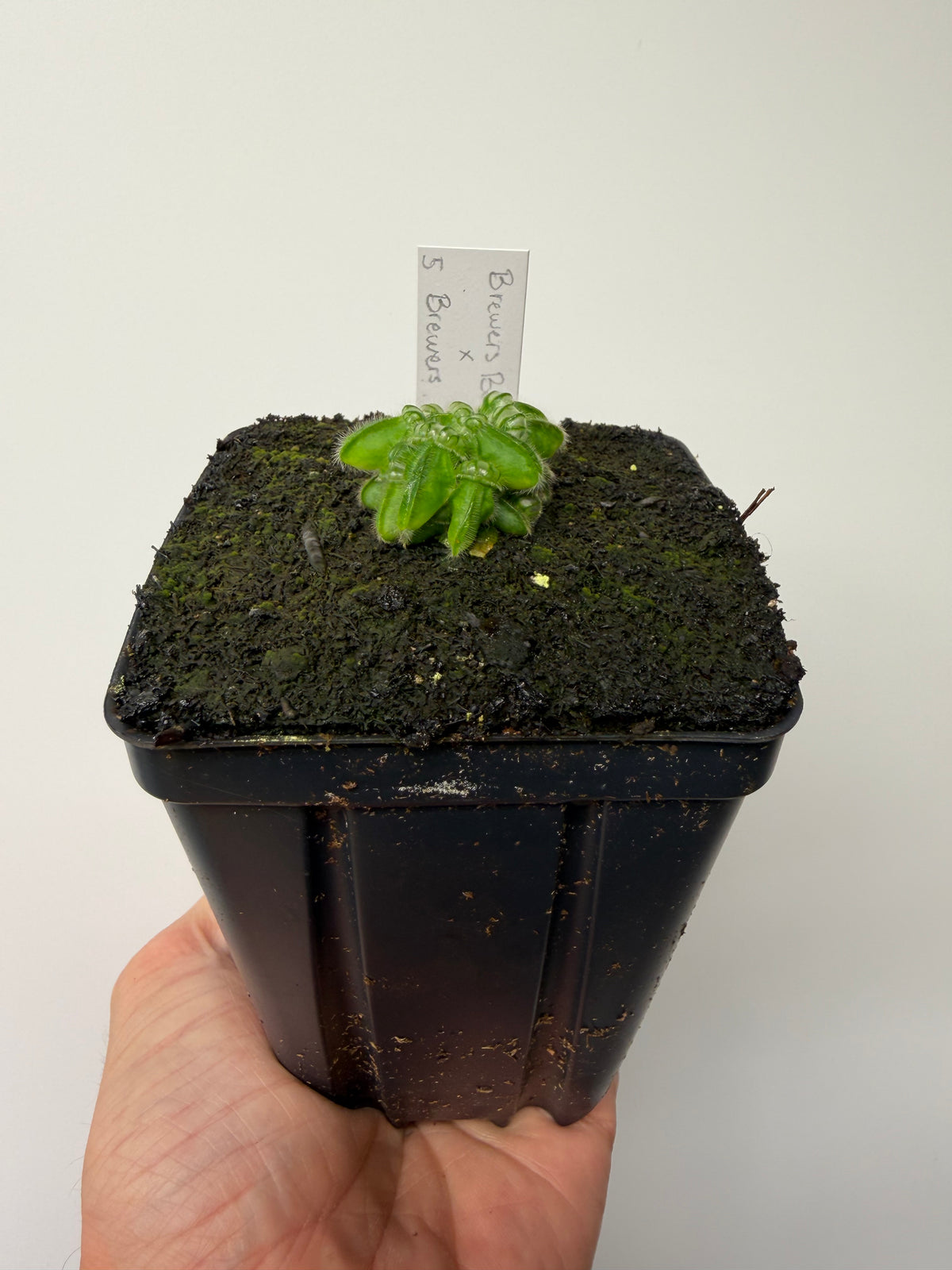 Cephalotus follicularis “Brewers Beauty” x “Brewers” #5