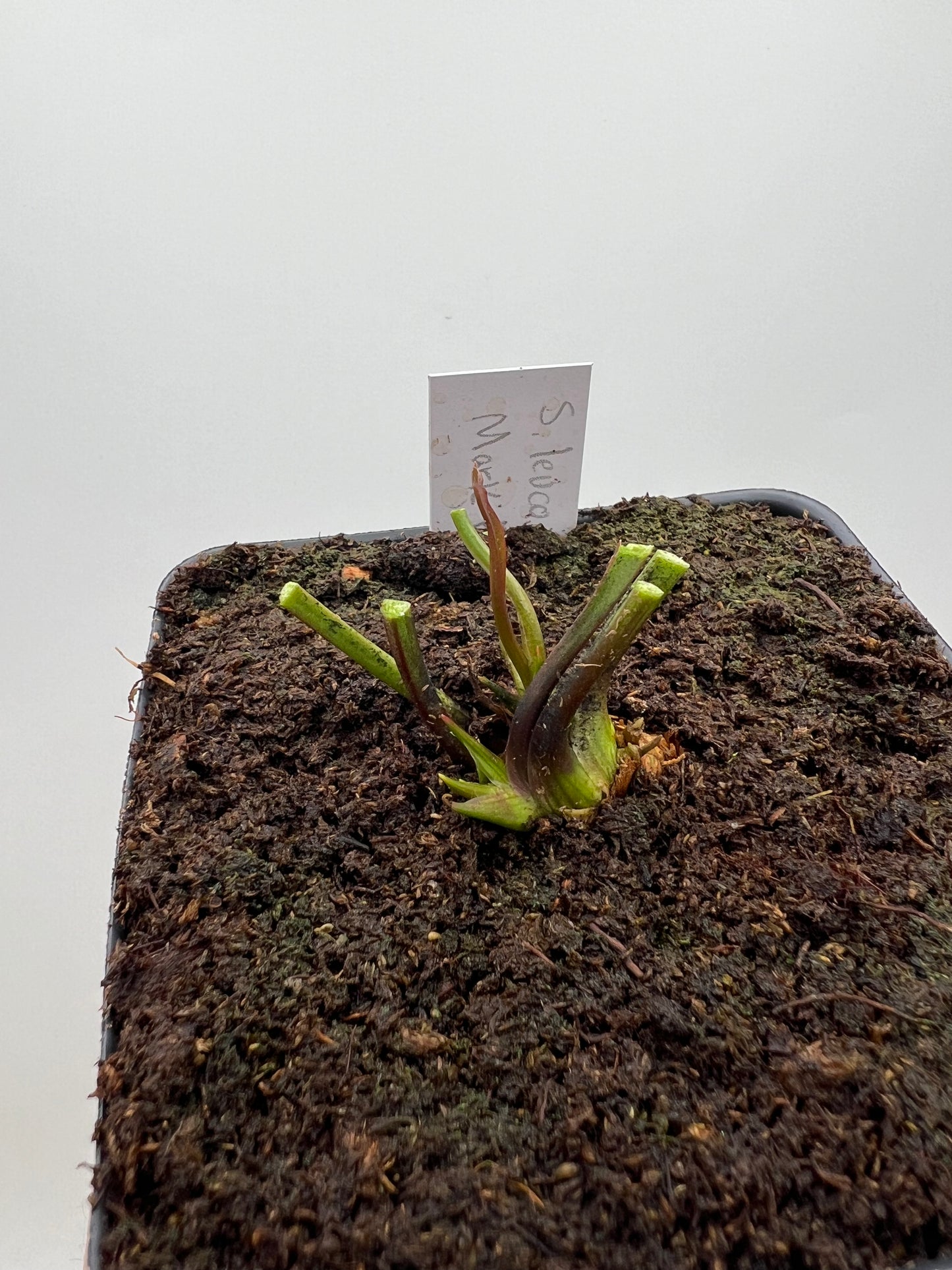 Sarracenia leucophylla “Red” (Mark Eley) - *Rare*