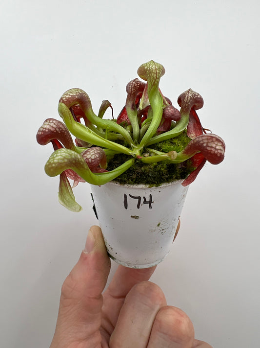 Darlingtonia californica (Cobra Pitcher Plant) - Seed Grown #174