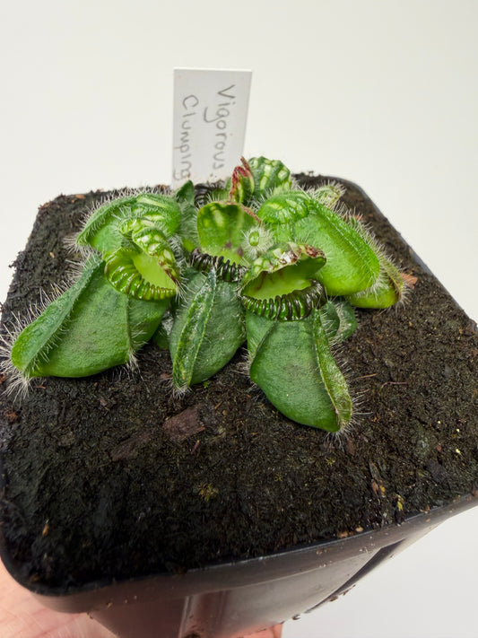 Cephalotus follicularis “Vigorous Clumping” - Stephen Morley