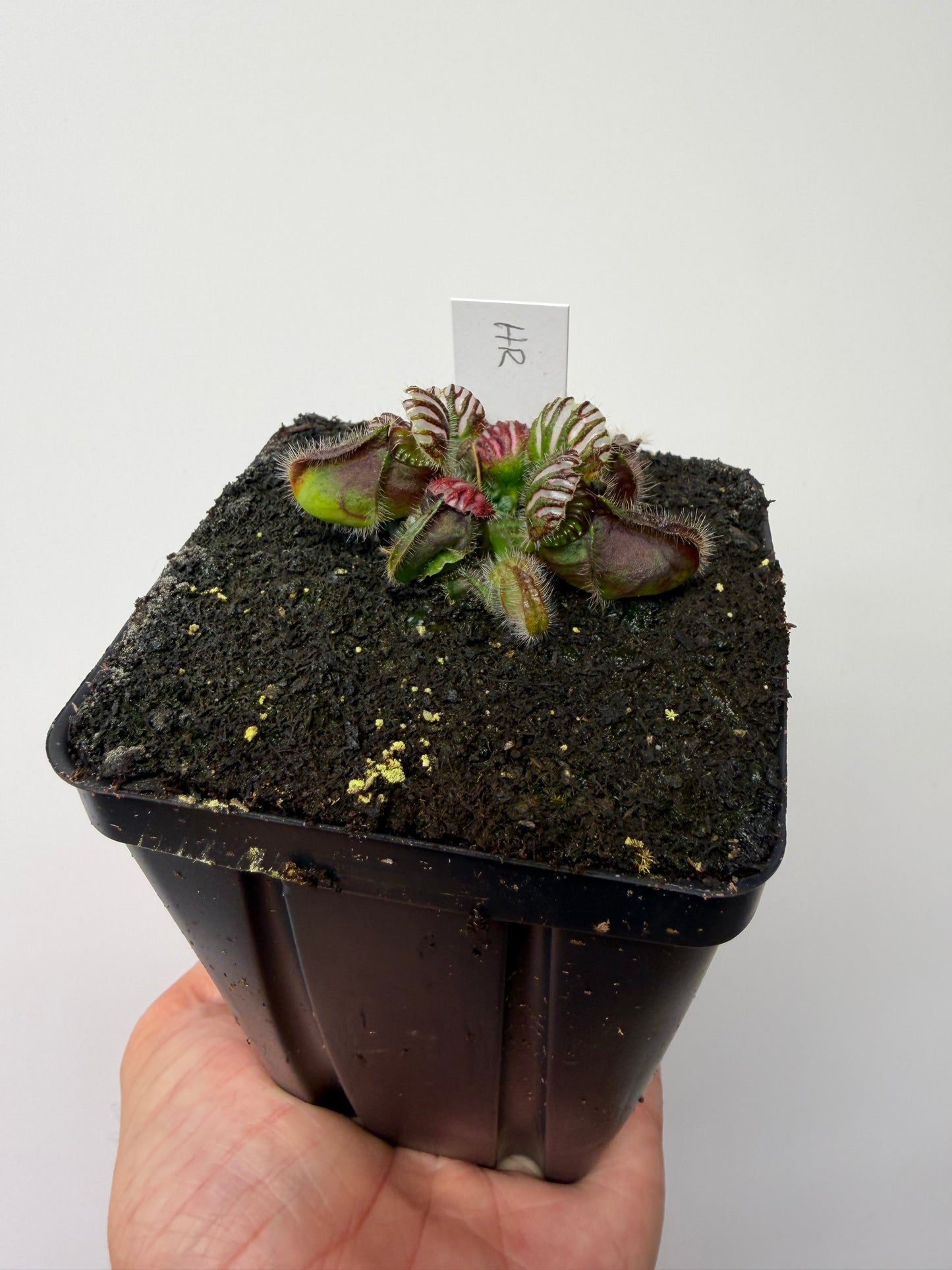 Cephalotus follicularis “Hampshire Red”