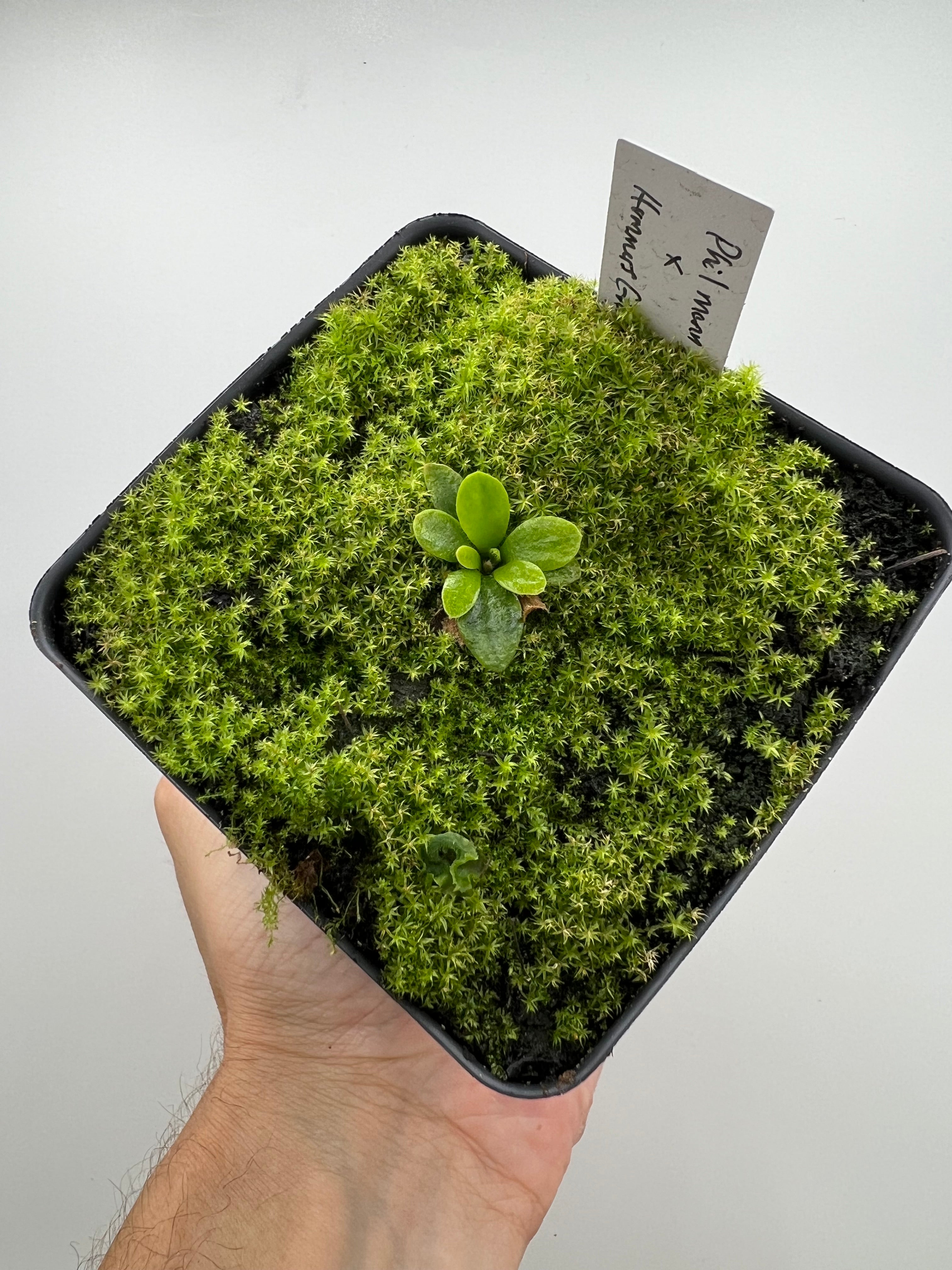 Cephalotus follicularis “Phil Mann” x “Hummers Giant