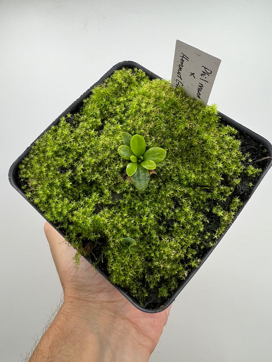 Cephalotus follicularis “Phil Mann” x “Hummers Giant”