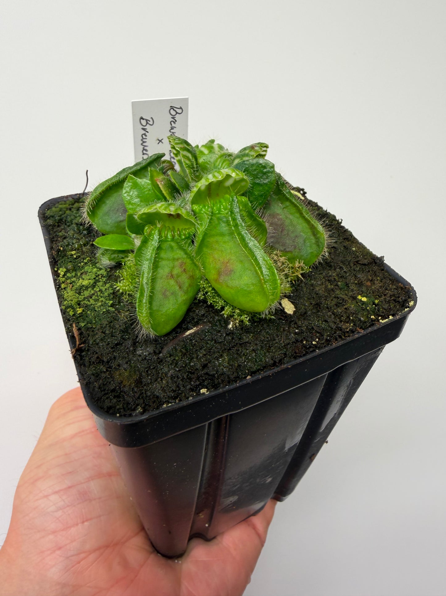 Cephalotus follicularis “Brewers Beauty” x “Brewers”