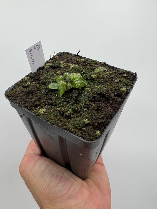 Cephalotus follicularis “Brewers Beauty” x “Brewers”