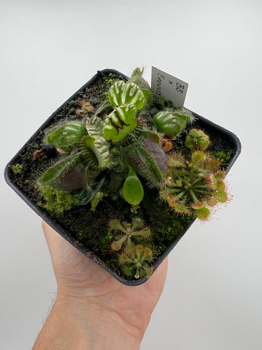 Cephalotus follicularis “Brewers Beauty” x “Brewers”