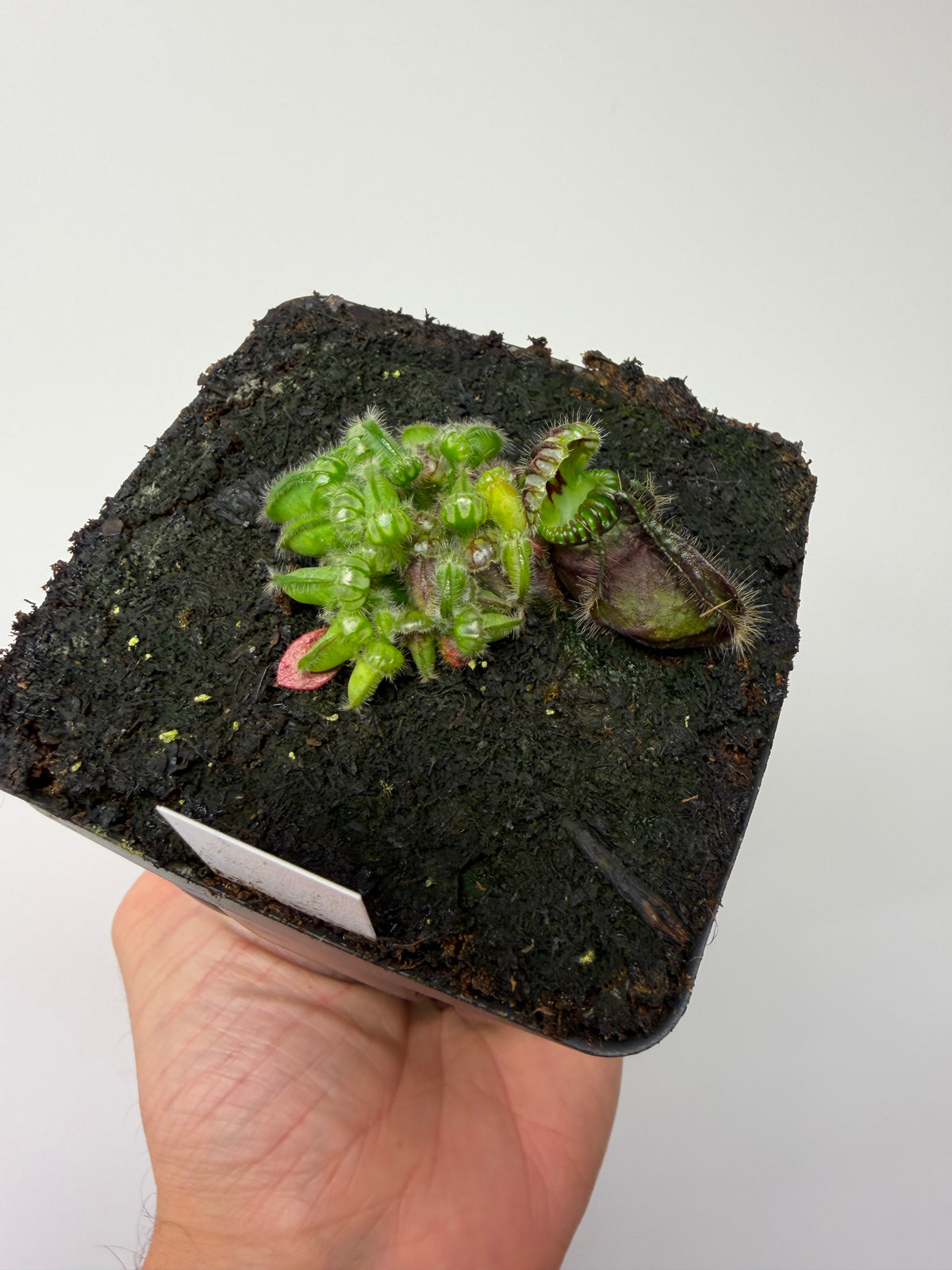 Cephalotus follicularis “Norma” #5