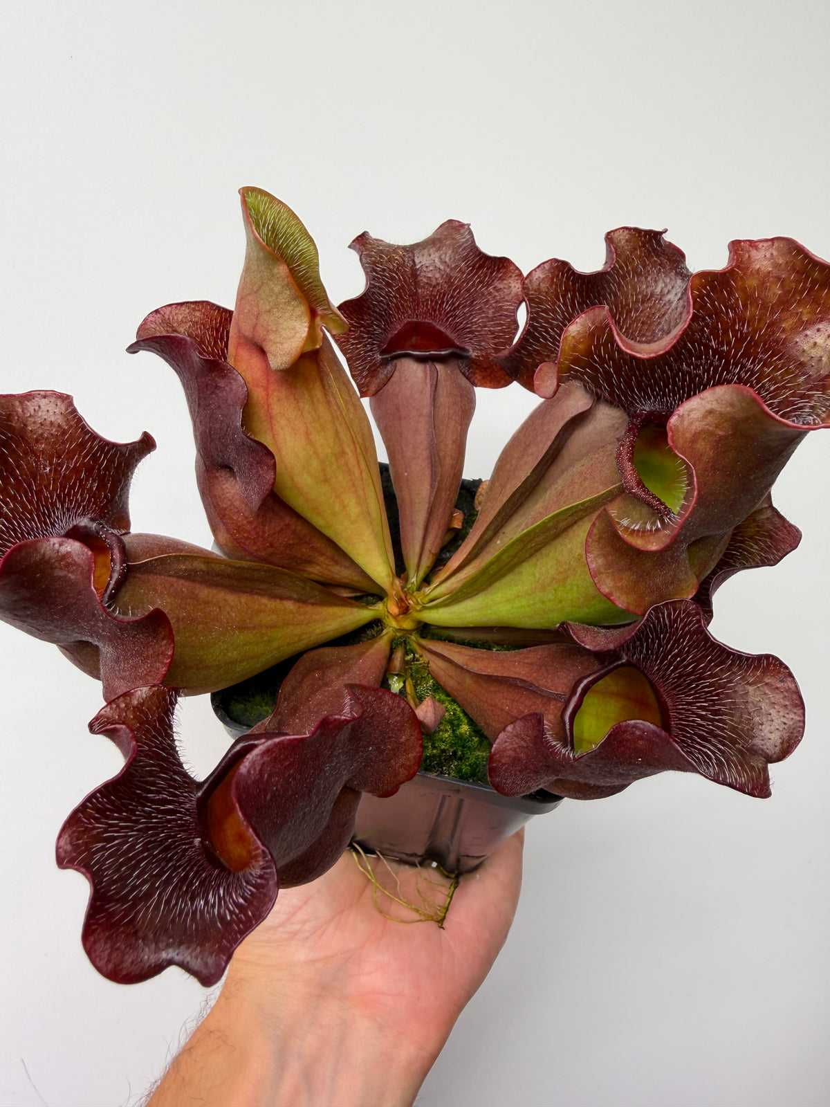 Sarracenia purpurea ssp. venosa (Brunswick Co, NC x Carteret Co, NC)  - Seed Grown #5