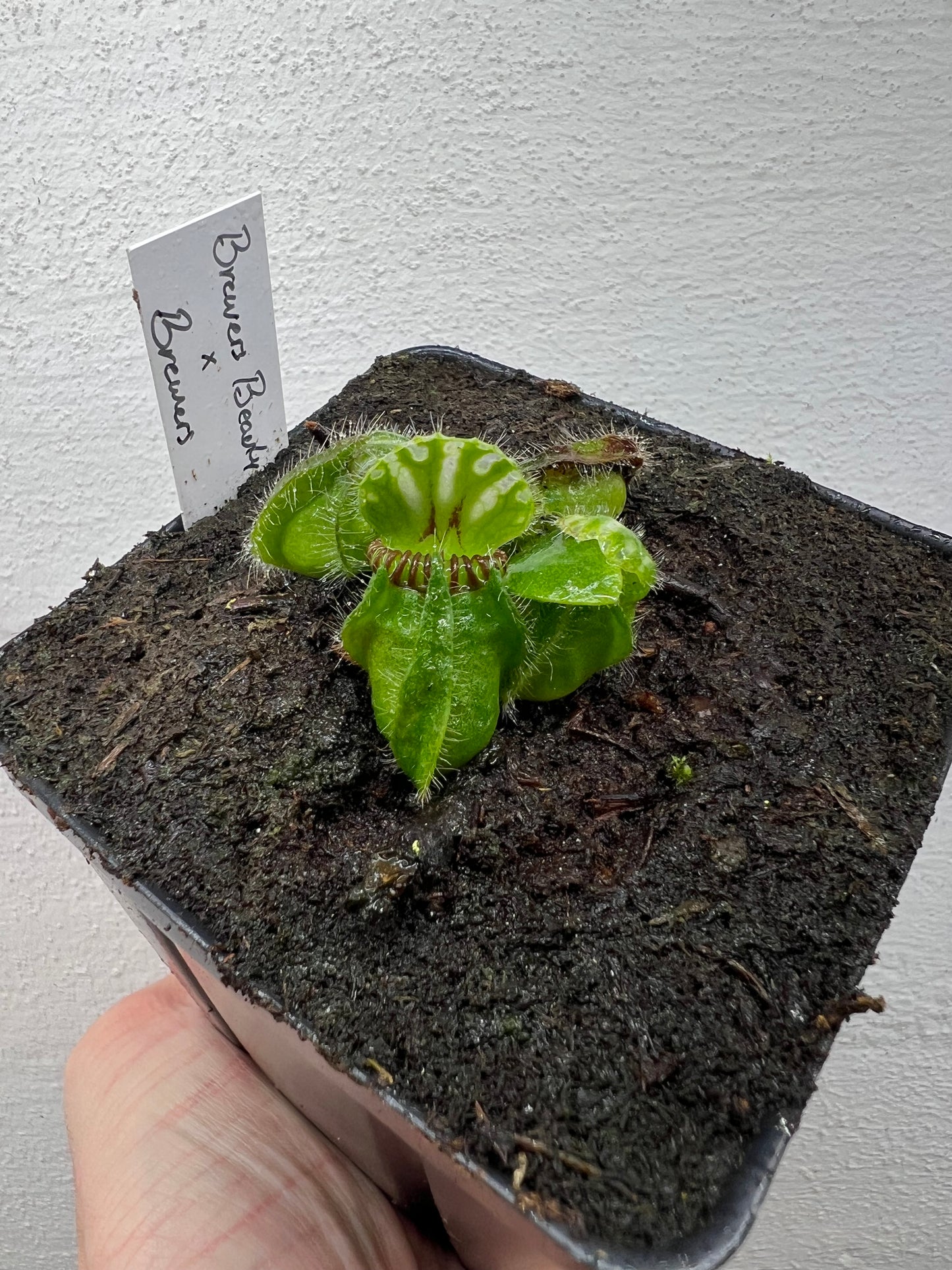 Cephalotus follicularis “Brewers Beauty” x “Brewers”