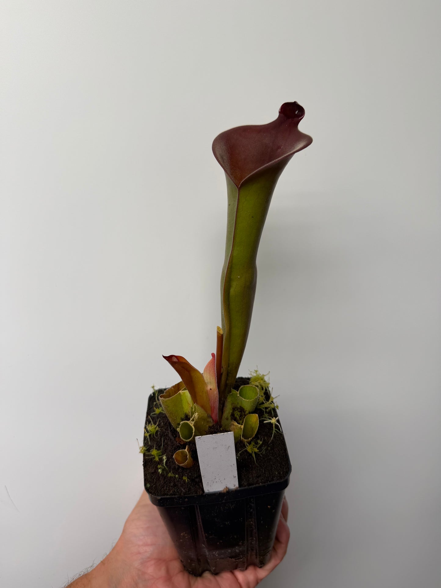 Heliamphora Nutans Giant x (tatei x folliculata) LC1