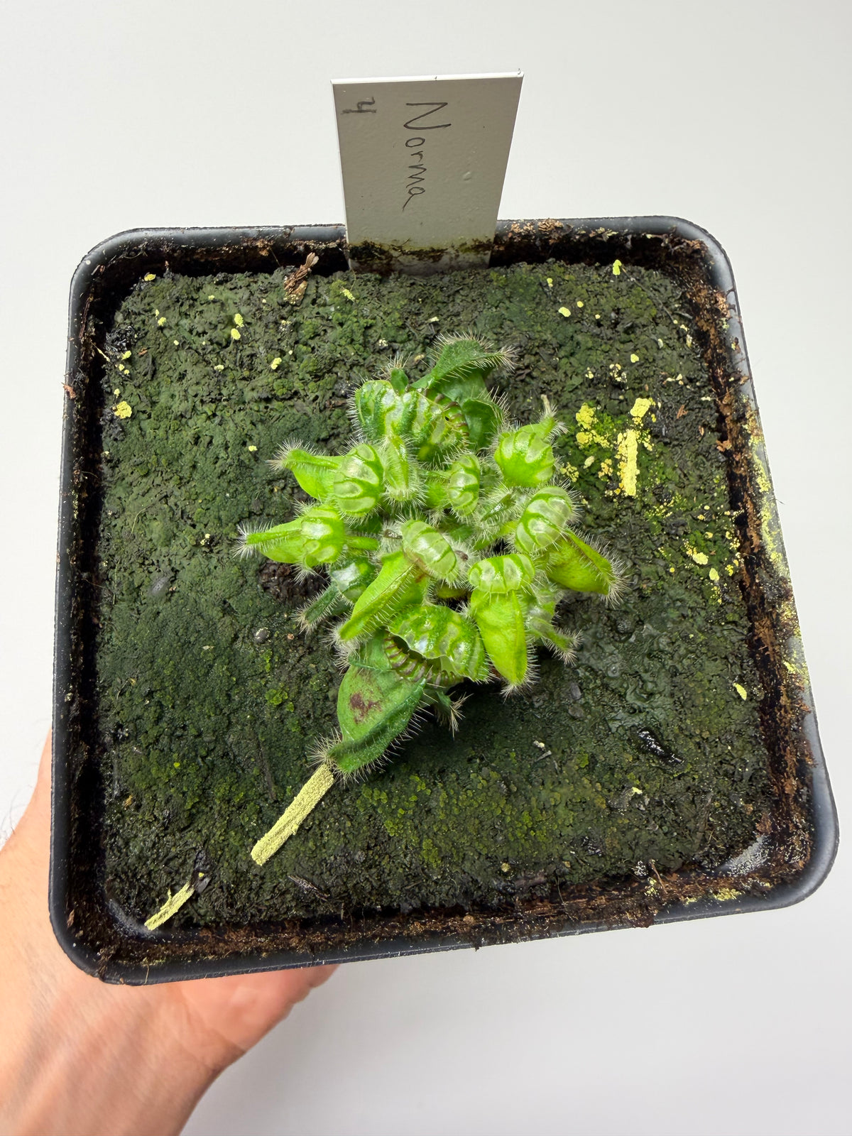 Cephalotus follicularis “Norma” #4