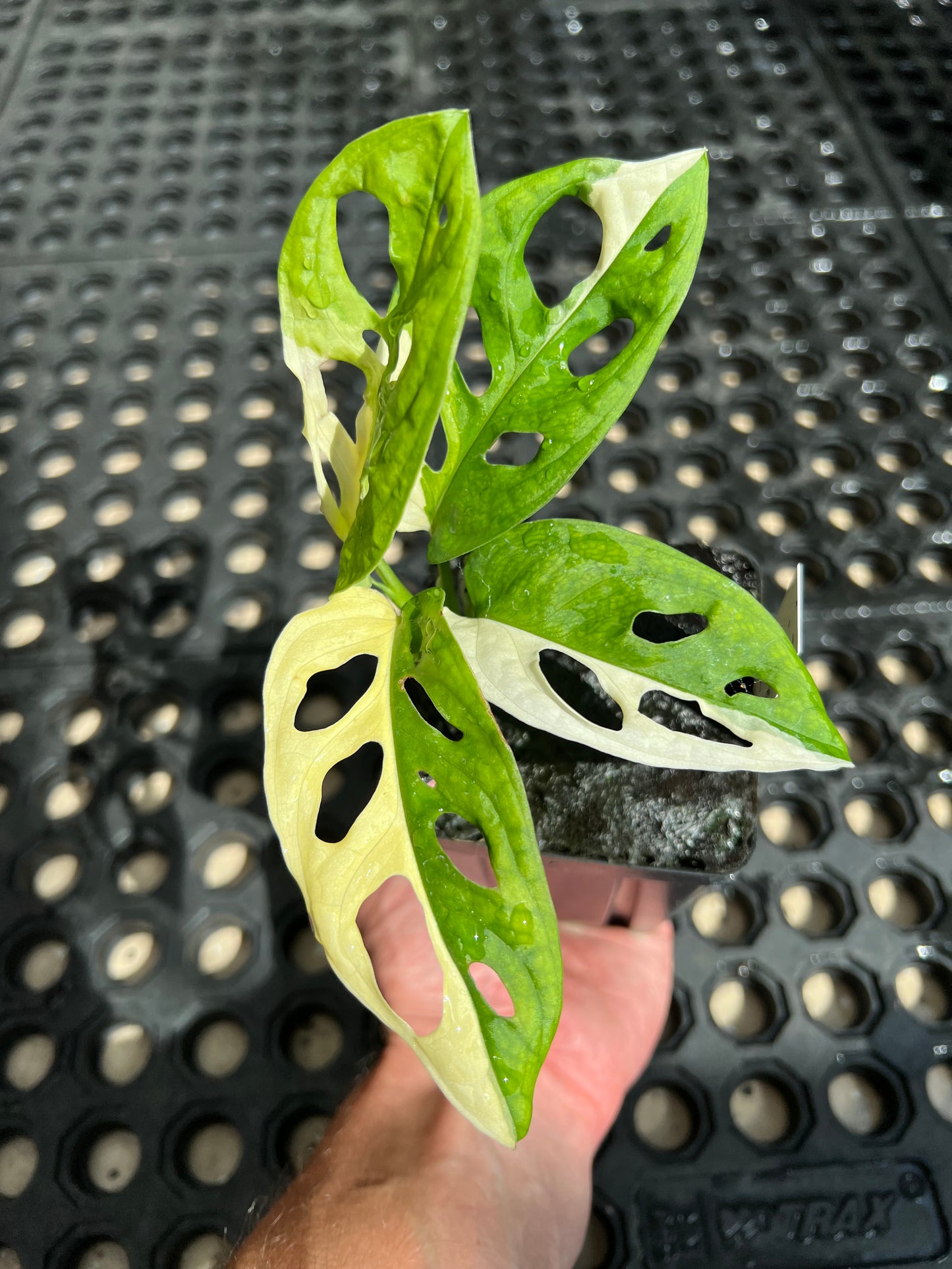 Monstera adansonii “Tricolor” LC