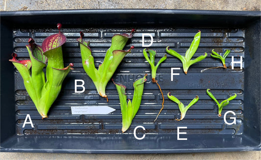 Heliamphora macdonaldae “Upright Spoons” - Fresh Divisions - A Seed Grown LC Original