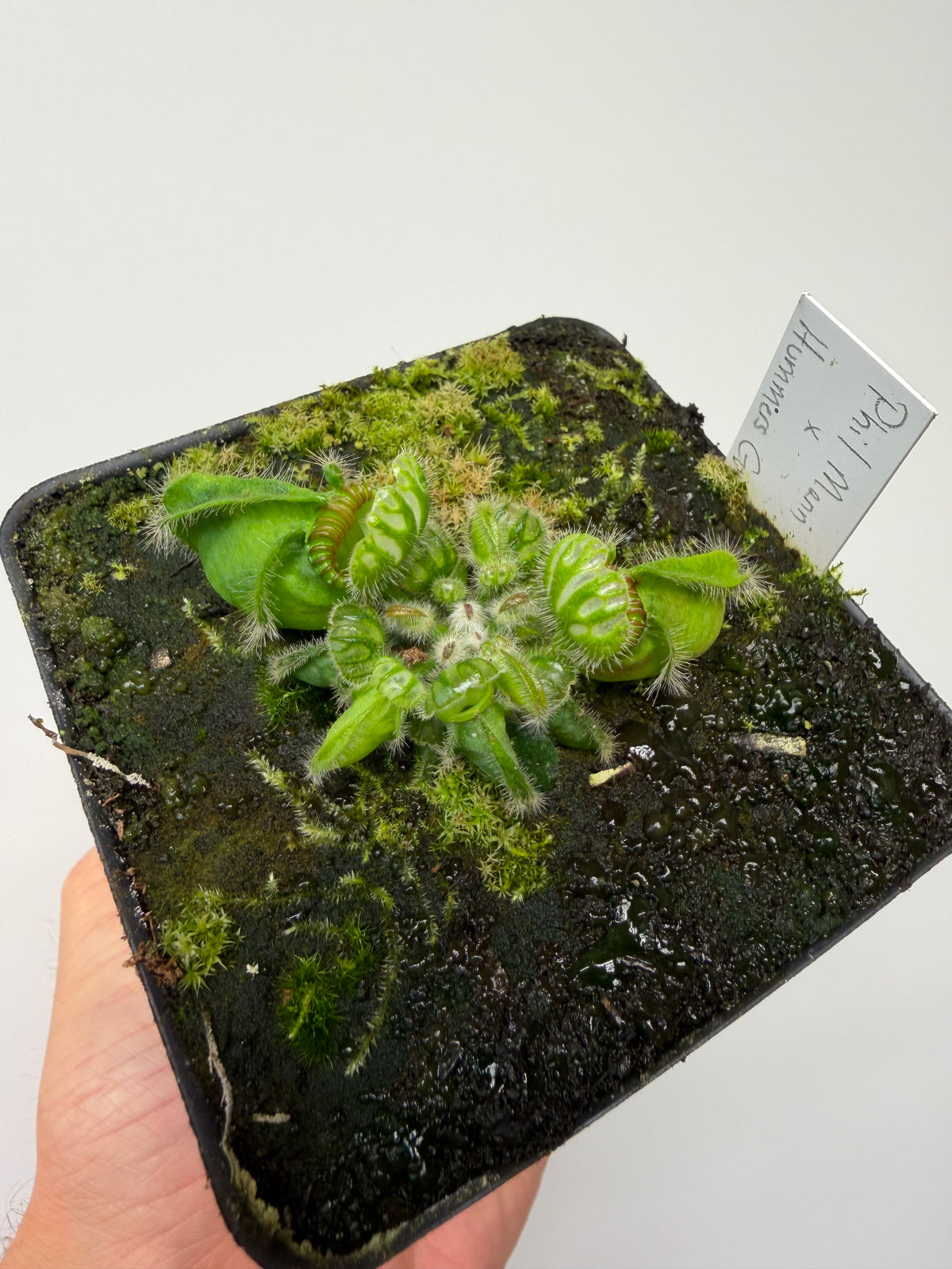 Cephalotus follicularis “Phil Mann” x “Hummers Giant”