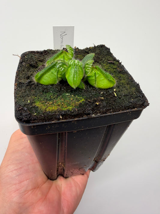 Cephalotus follicularis “Norma”