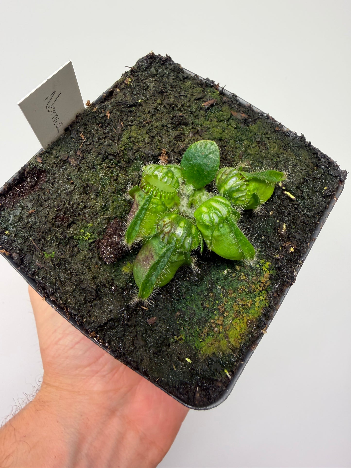 Cephalotus follicularis “Norma”