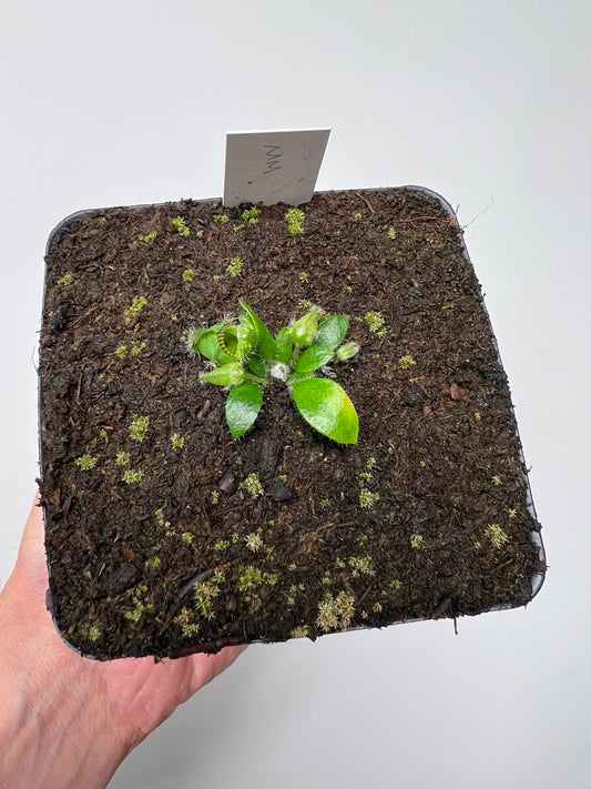 Cephalotus follicularis “Mighty Midget” - *Rare*