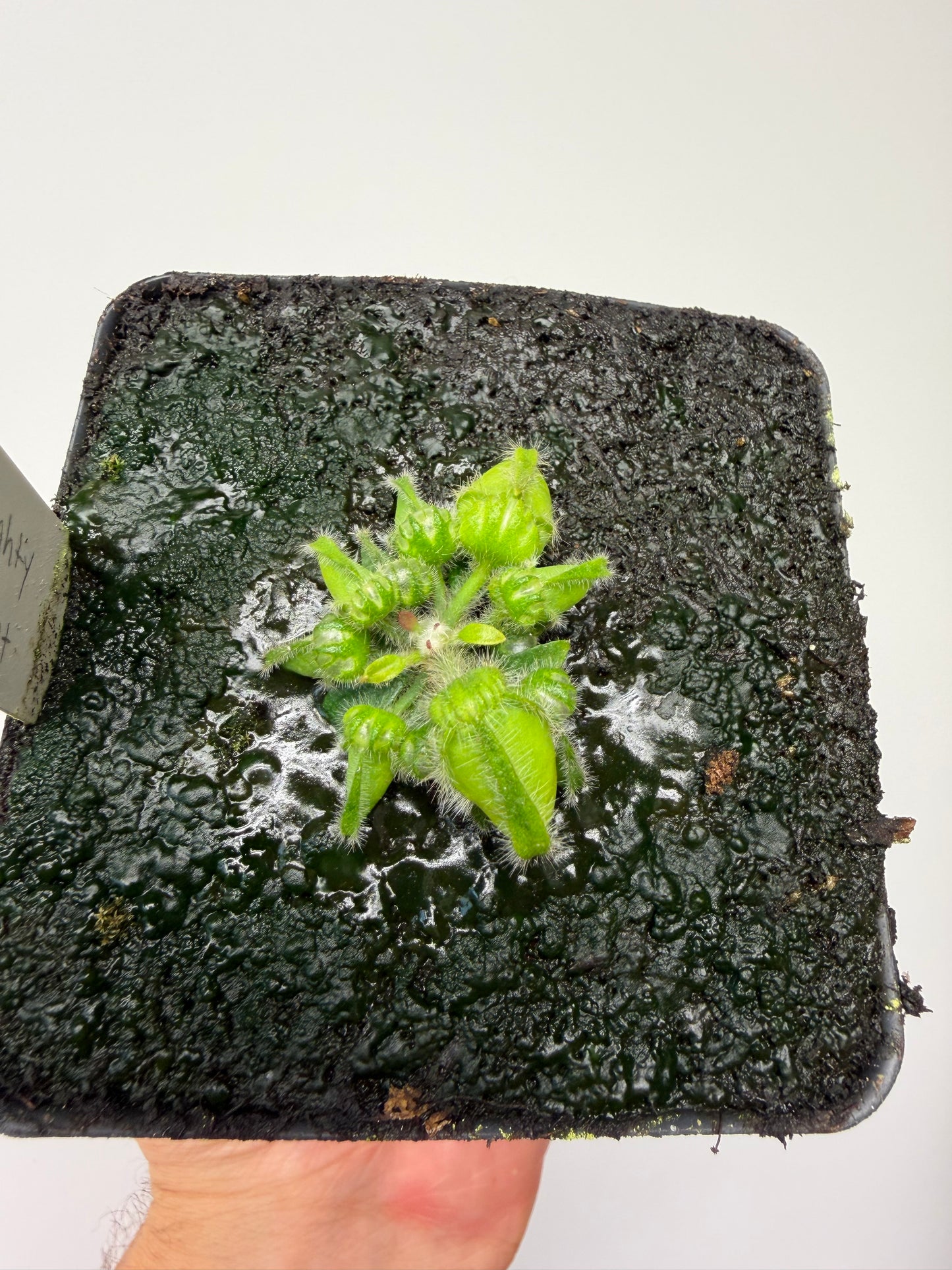 Cephalotus follicularis “Mighty Midget” - *Rare* (10)
