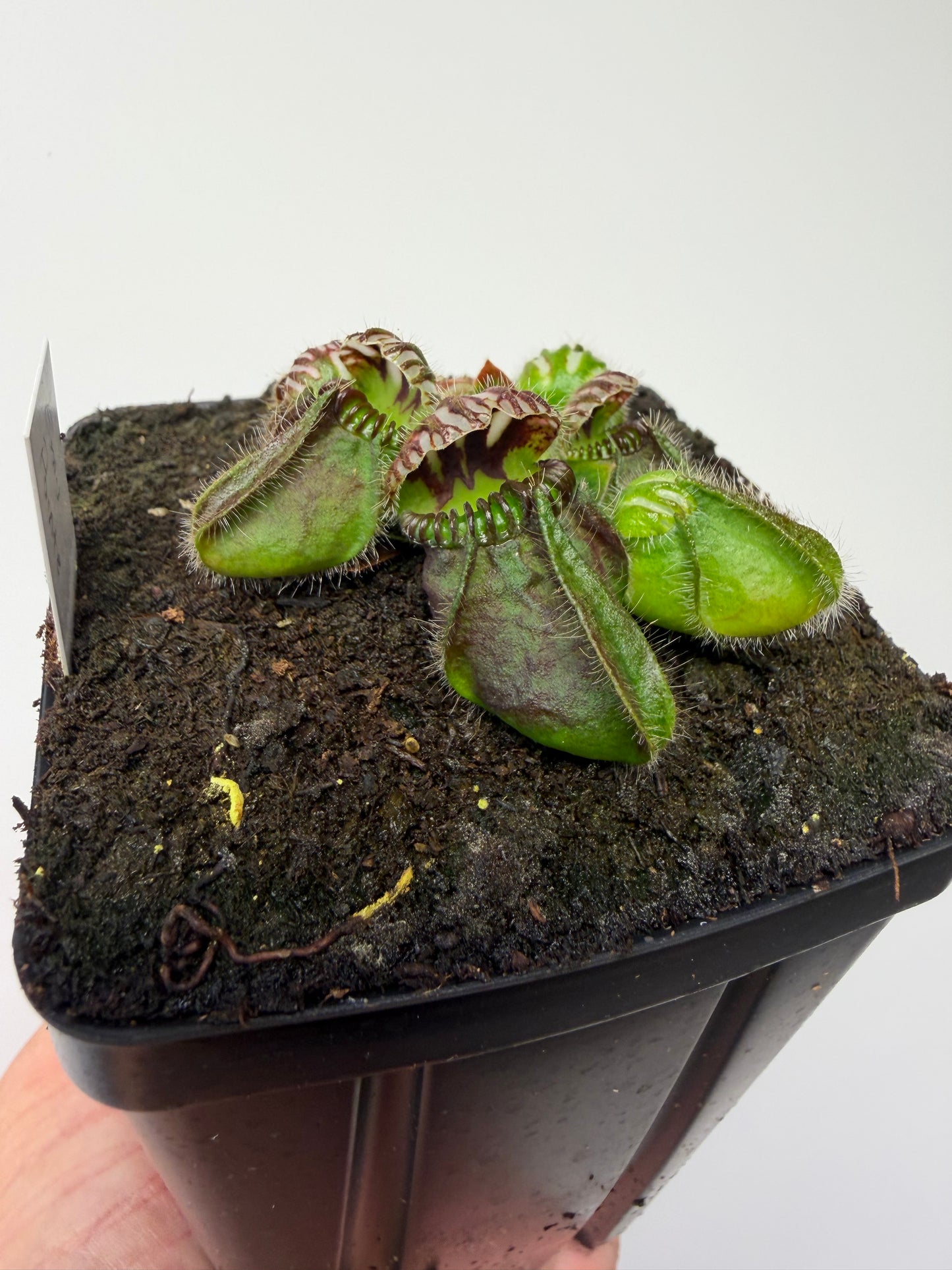 Cephalotus follicularis “Emu Pointe”