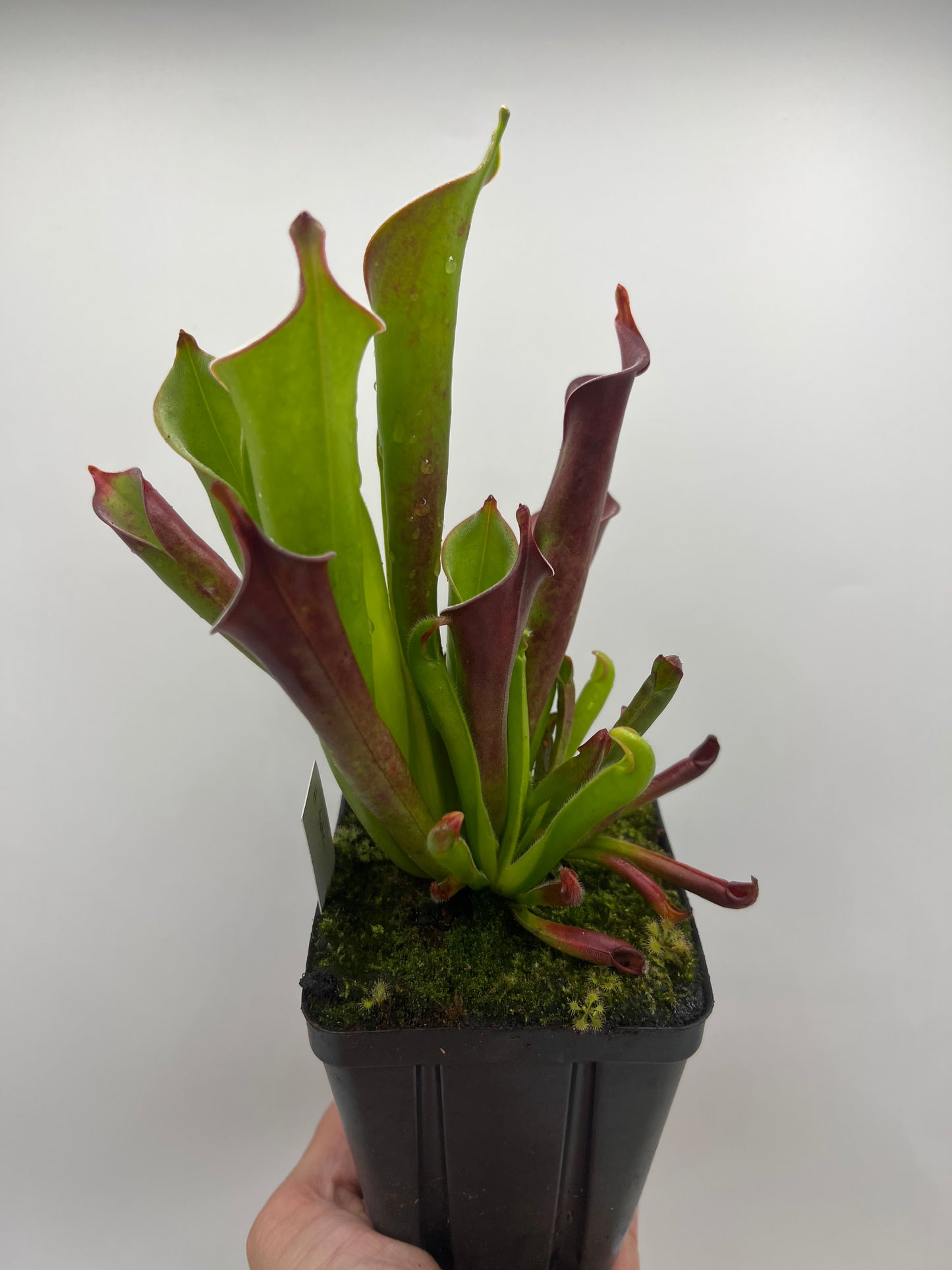 Heliamphora tatei (Cerro Duida)