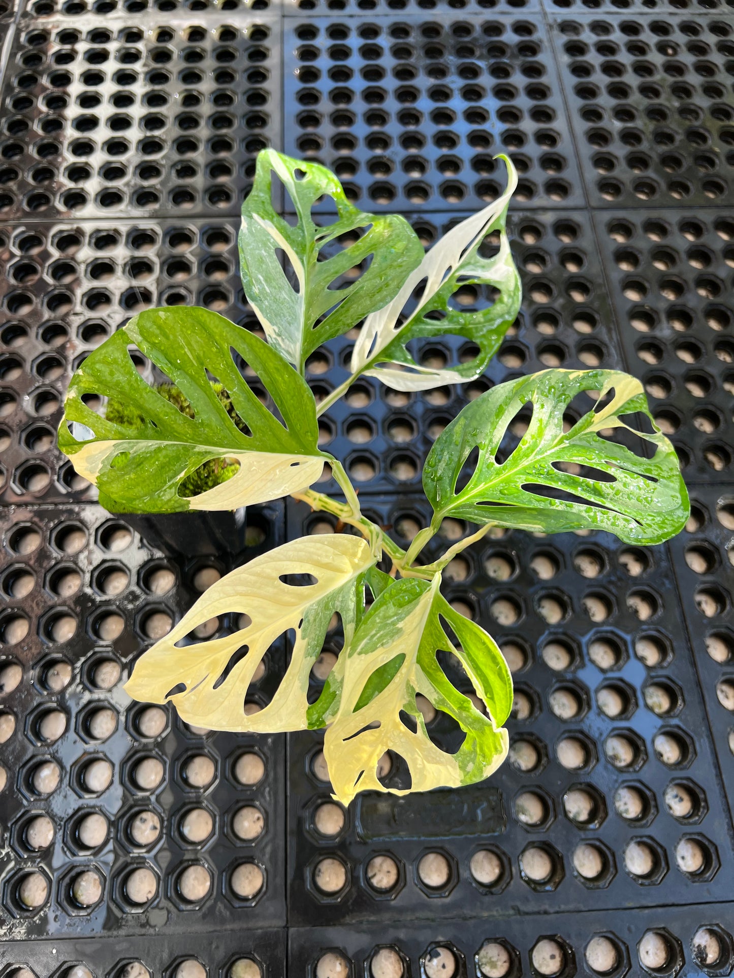 Monstera adansonii “Tricolor” LC