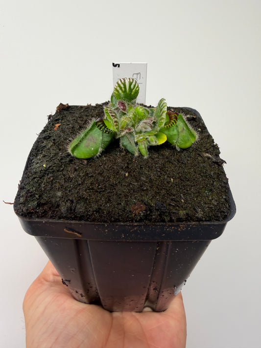 Cephalotus follicularis ‘Eden Black’ - *Rare* (5)