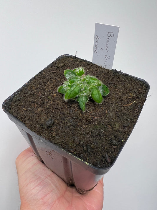 Cephalotus follicularis “Brewers Beauty” x “Brewers”