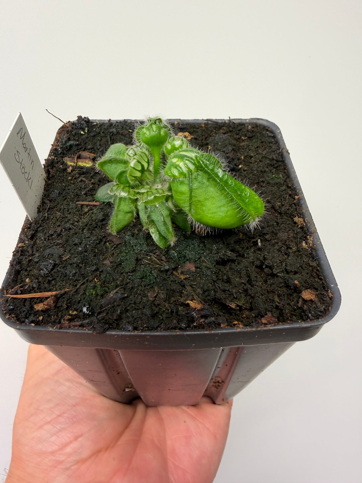 Cephalotus follicularis “Emu Pointe”