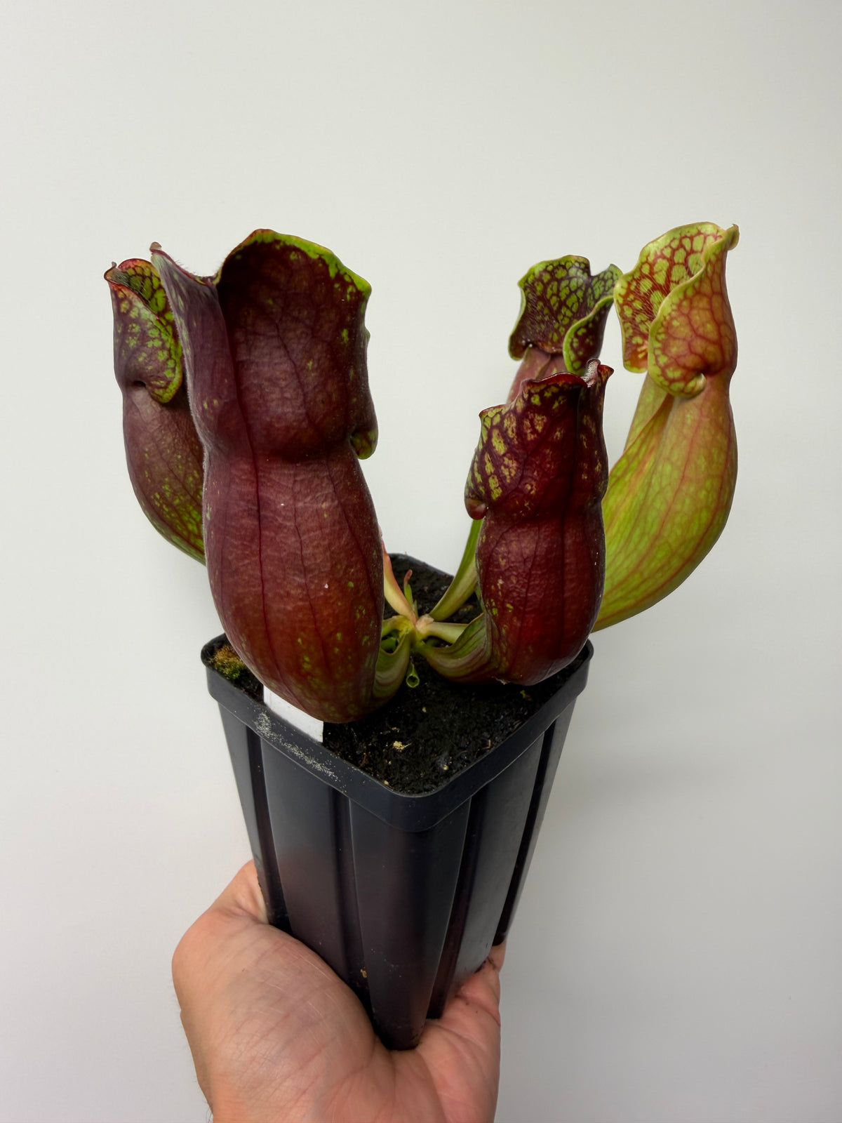 Sarracenia purpurea ssp. purpurea (Pike County, PA) - Seed Grown #11
