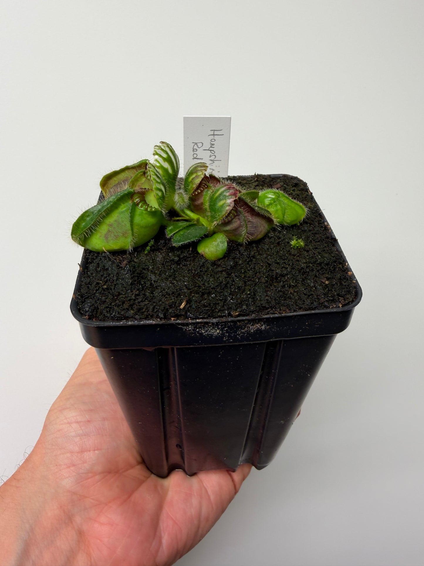 Cephalotus follicularis “Hampshire Red”