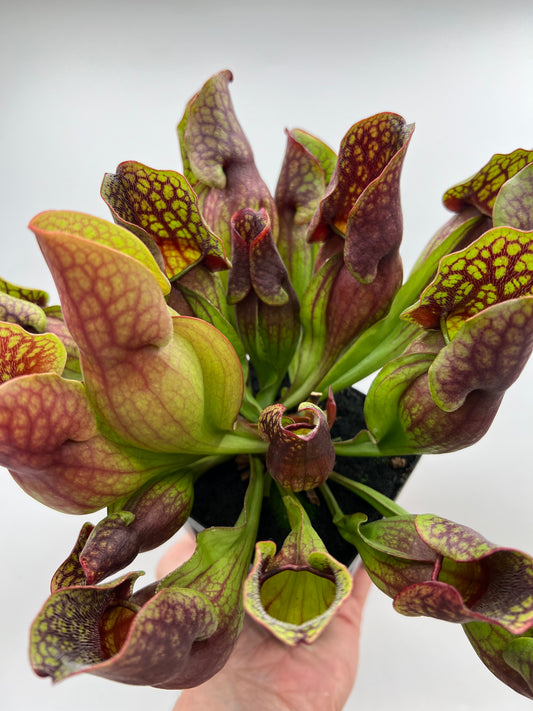 Sarracenia purpurea ssp. purpurea (Centre Co, PA) - Seed Grown #109
