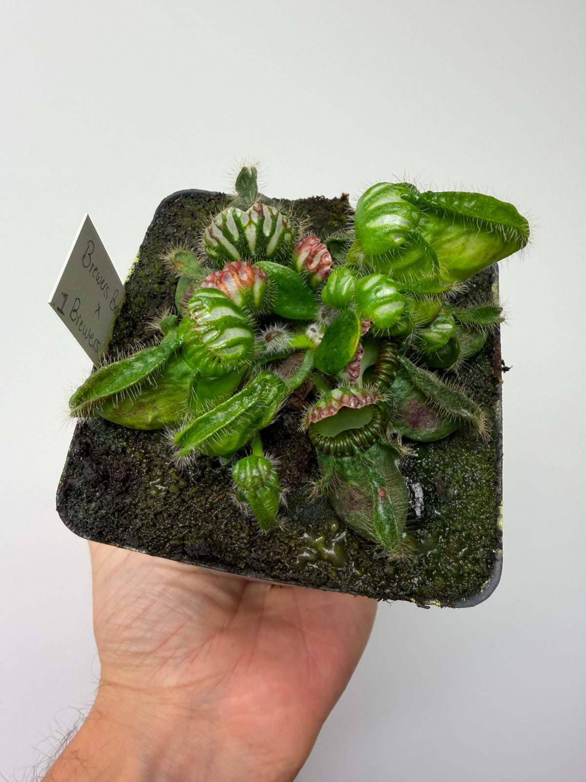 Cephalotus follicularis “Brewers Beauty” x “Brewers” #1