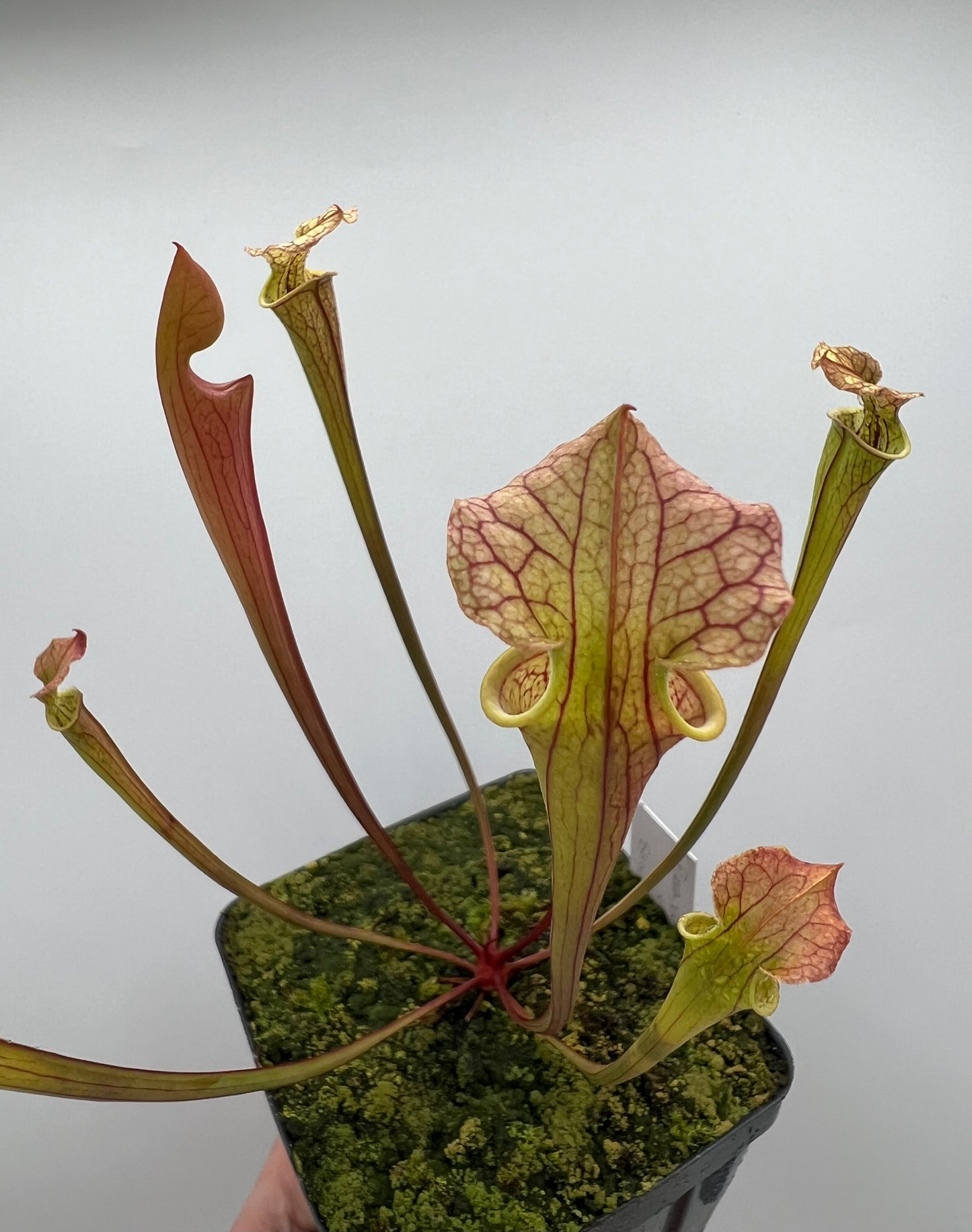 Sarracenia flava var. rubricorpora x “Strawberry Milkshake” - Seed Grown #8