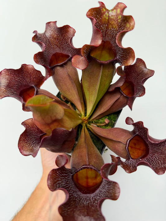 Sarracenia purpurea ssp. venosa (Brunswick Co, NC x Carteret Co, NC)  - Seed Grown #5