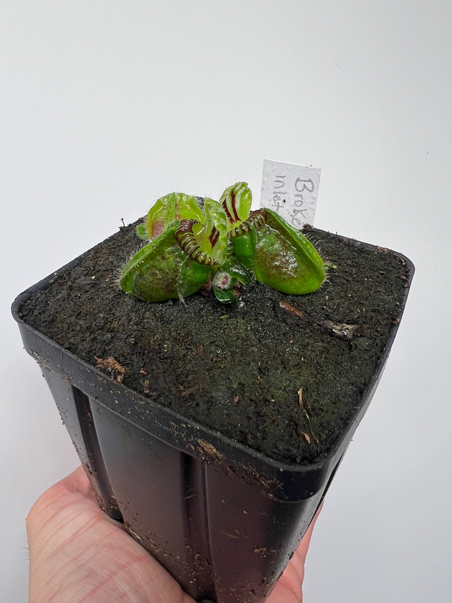 Cephalotus follicularis “Broke Inlet”