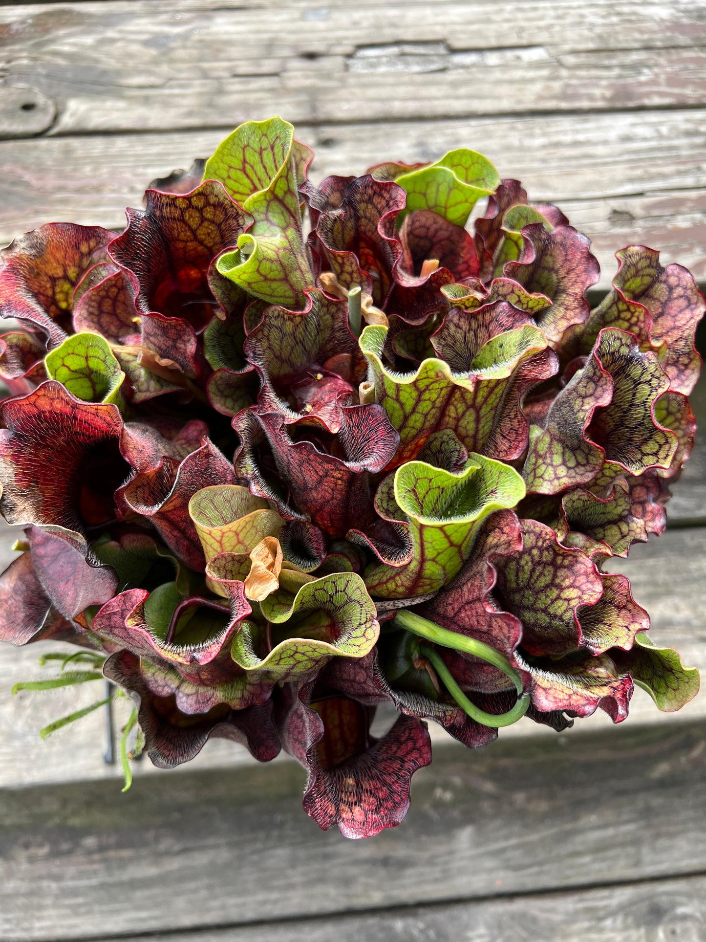Sarracenia purpurea ssp. venosa (Chesterfield Co, SC) - Fresh Divisions
