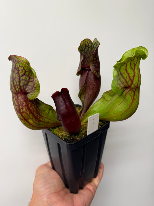 Sarracenia purpurea ssp. purpurea (Pike County, PA) - Seed Grown #14