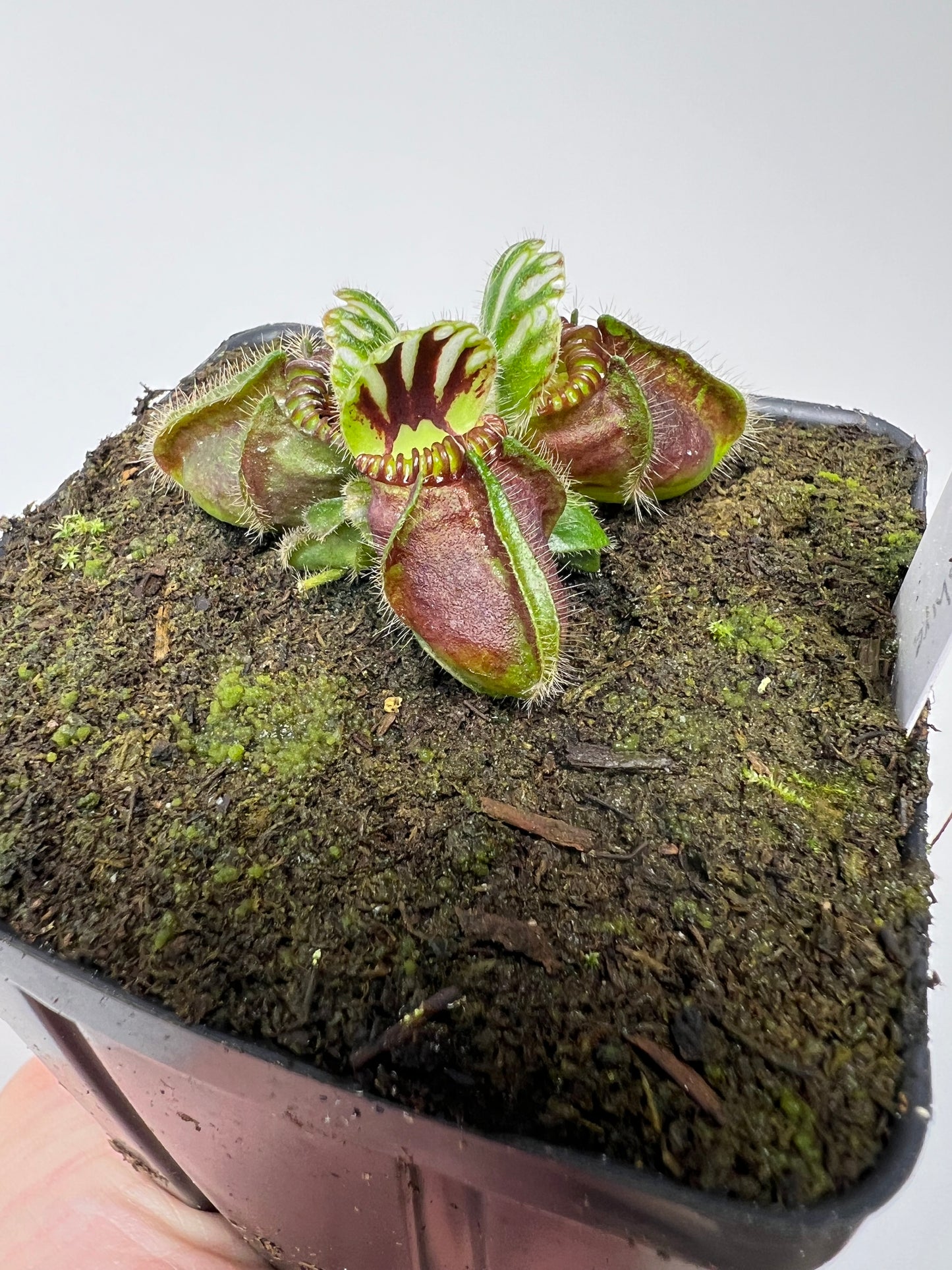 Cephalotus follicularis “Hampshire Red”