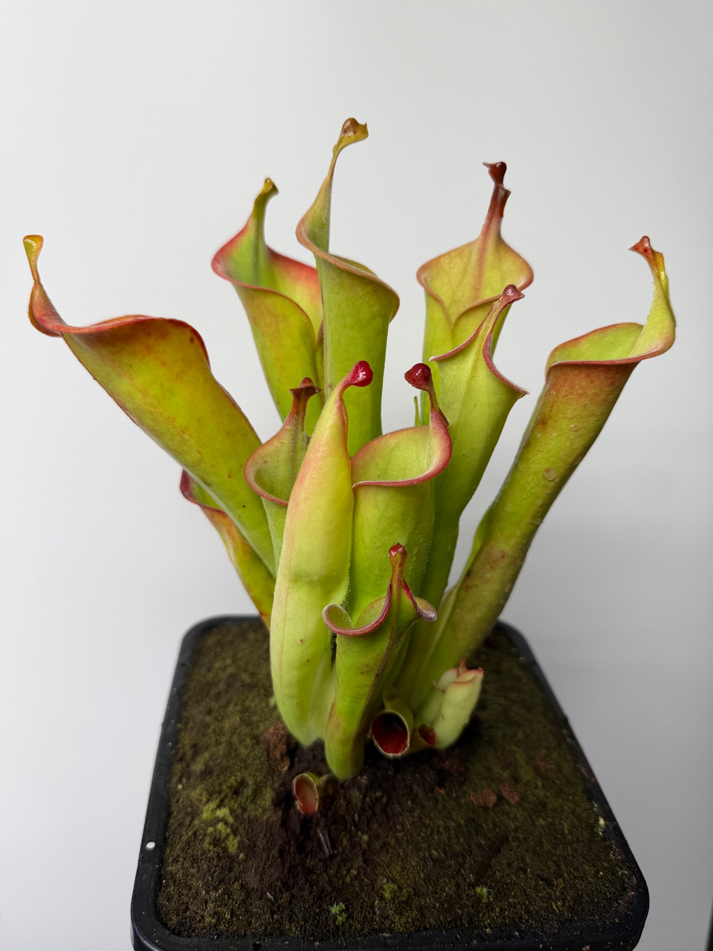 Heliamphora tatei (Cerro Duida) - 1 Gallon, Flowering Size