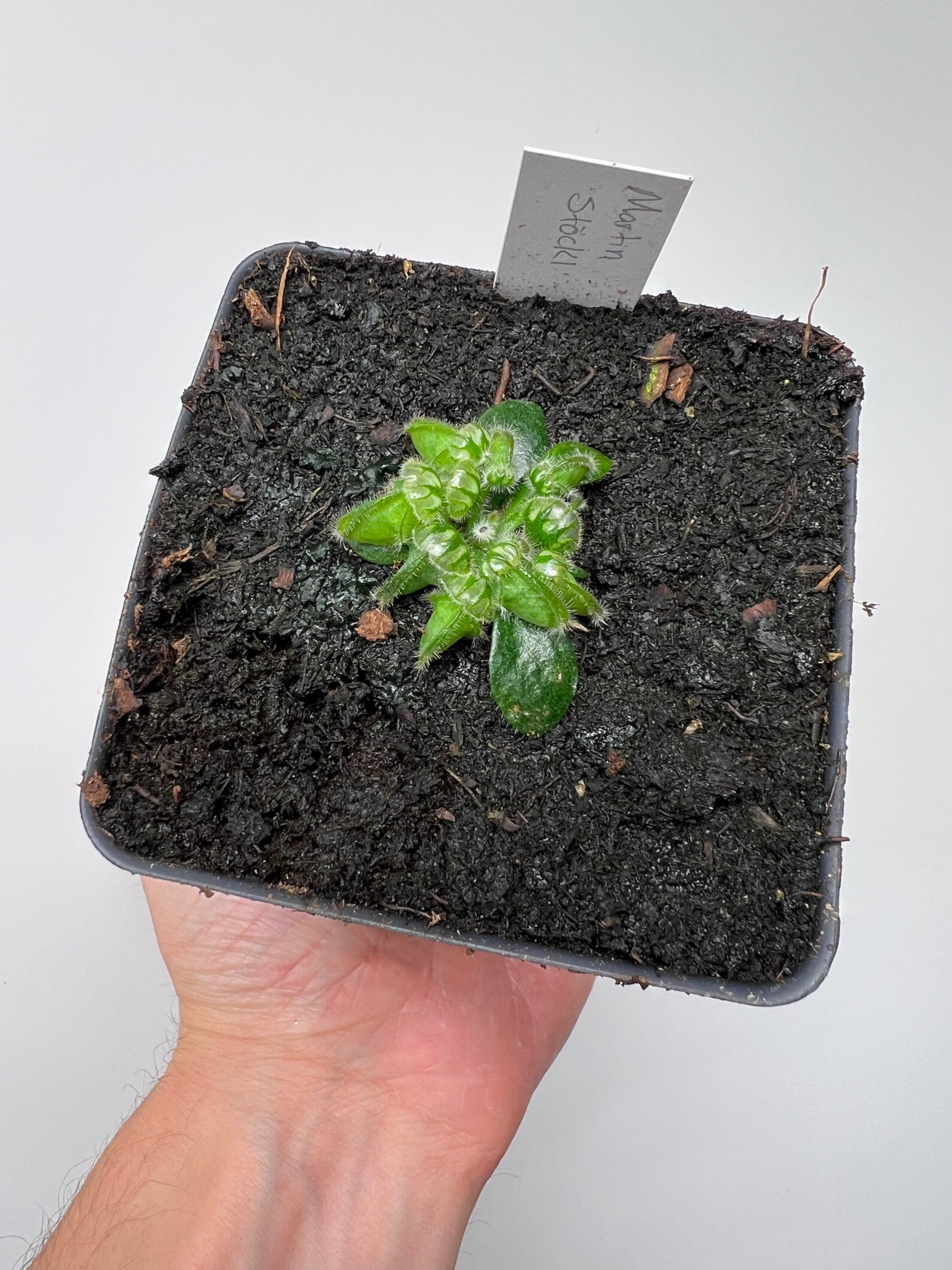 Little Carnivores Cephalotus follicularis - Thumbnail 5